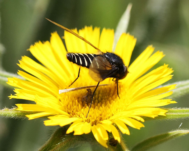 Lomatia sp.